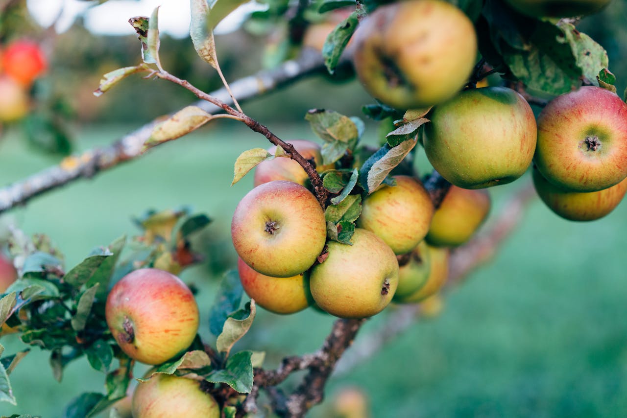 /a-close-up-of-apples-on-a-tree-