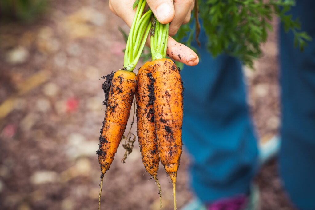 person-holding-brown-and-green-vegetable-1268101/