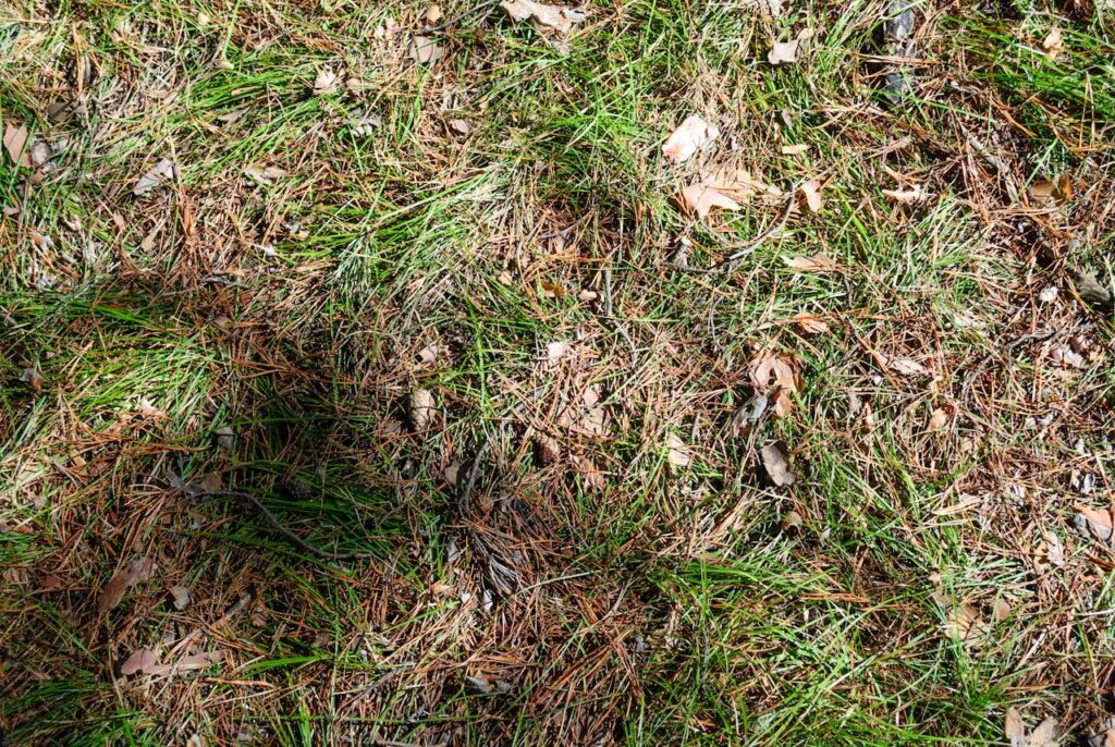 photo/shadow-on-a-grass