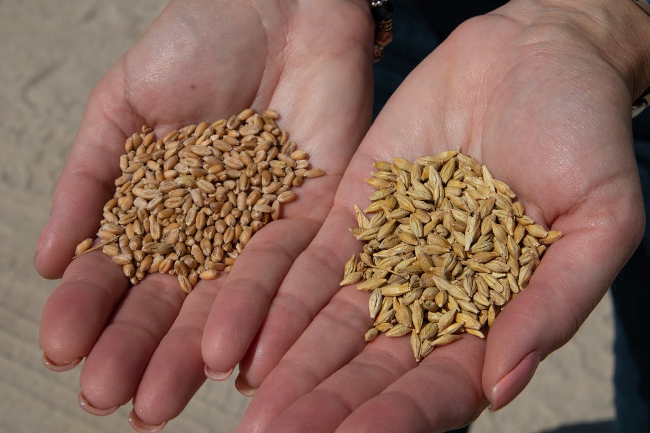 /hands-holding-barley-cereal-grains-