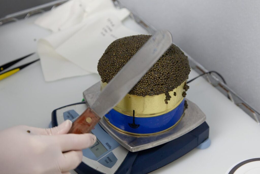 person-holding-spatula-and-weighing-caviar-on-tin-can-