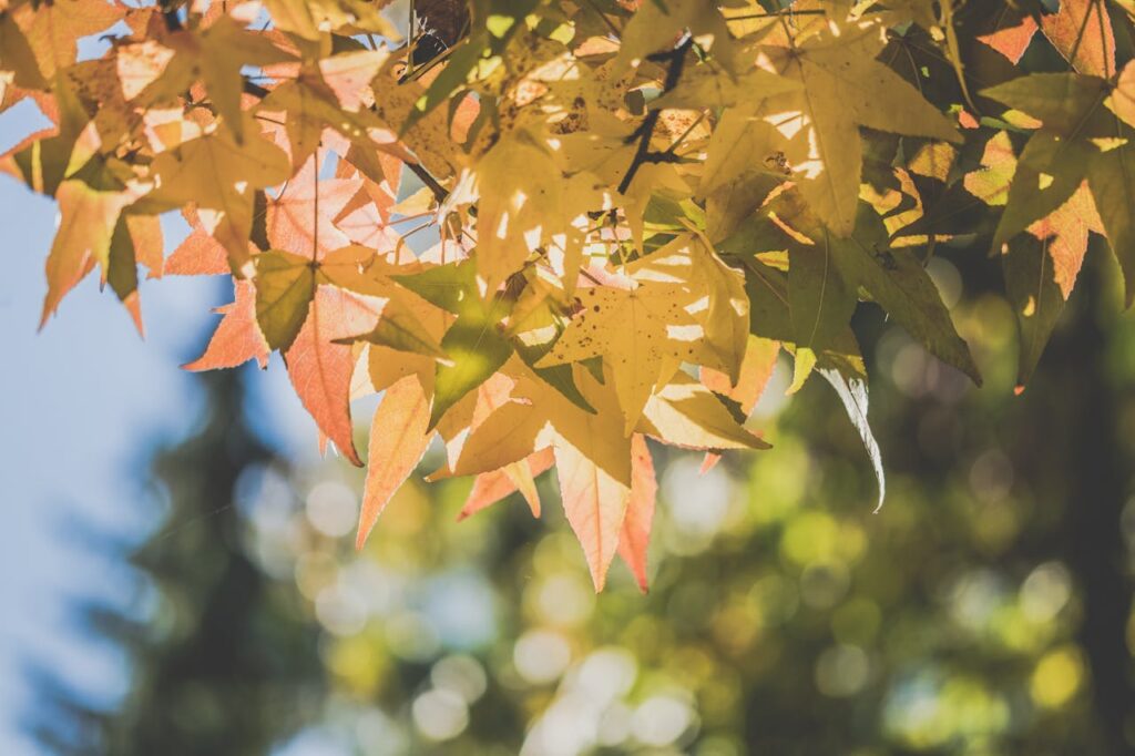 selective-focus-of-maple-leaves