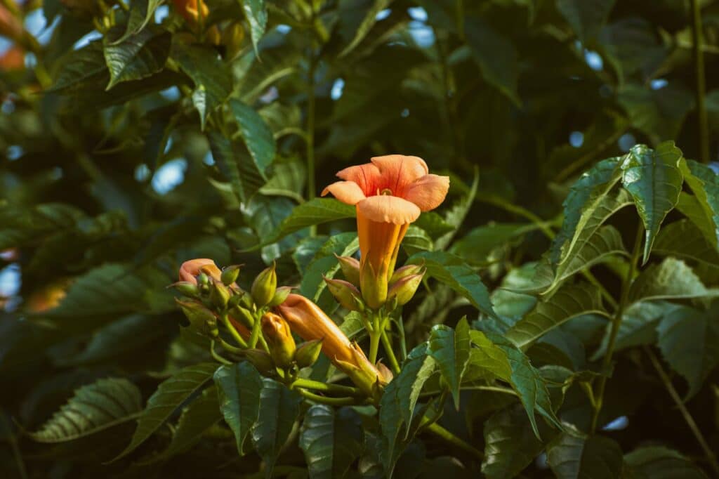 -close-up-of-a-flower-on-a-tree-