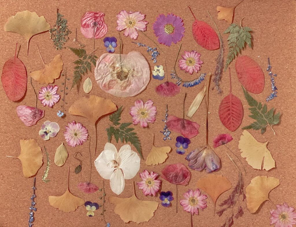 photograph-of-dried-flowers-