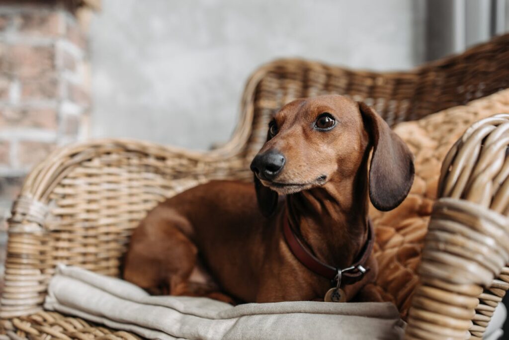 /brown-dog-on-the-chair