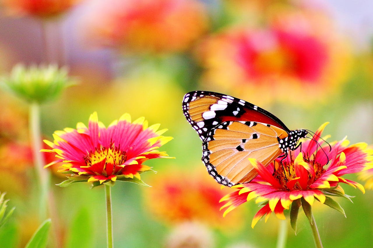 butterfly-perched-on-flower-