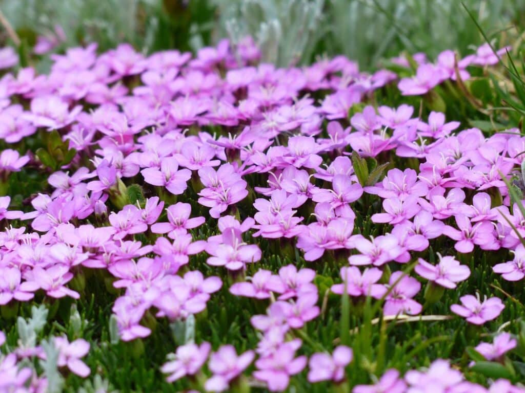 /purple-flower-and-green-grass-