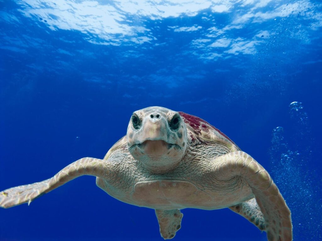 green-turtle-swimming-on-water-