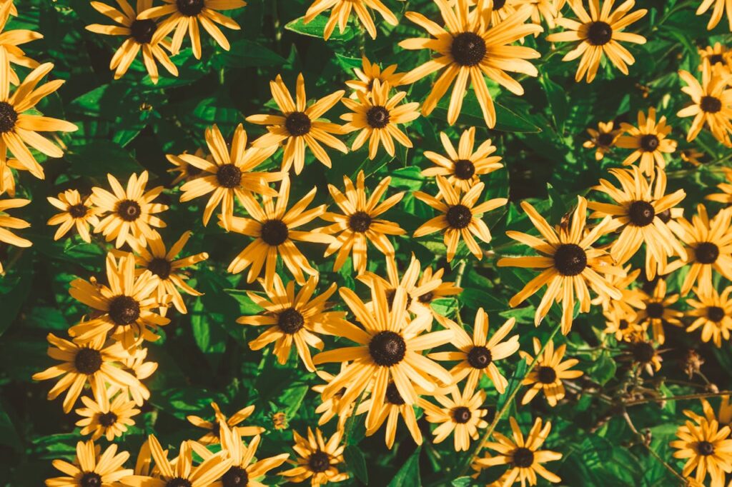 black-eyed-susan-flowers-in-bloom-