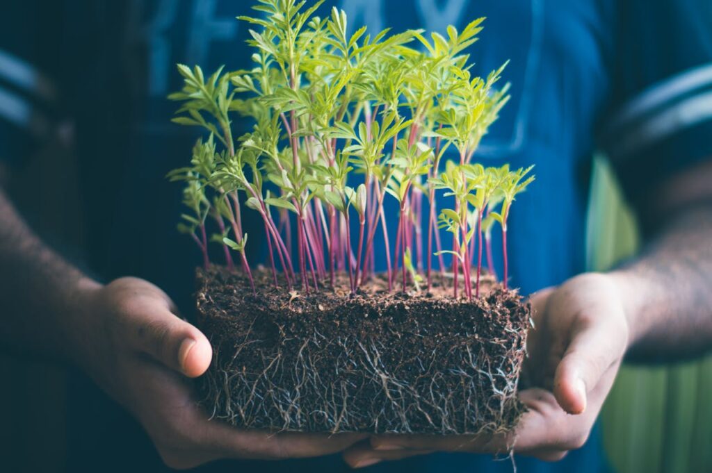 person-holding-green-plant-