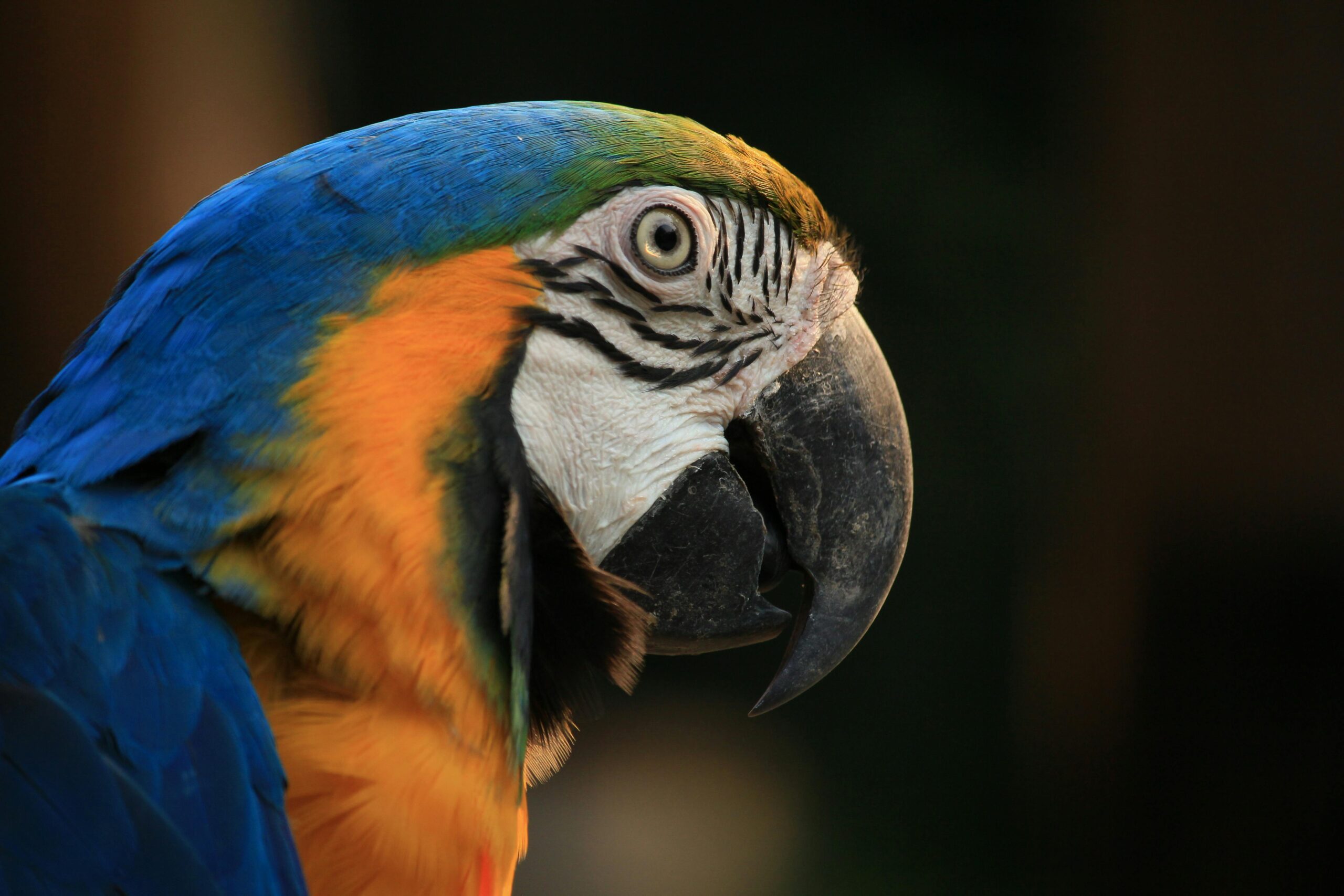 9 Most Stylish Creatures in the Animal Kingdom