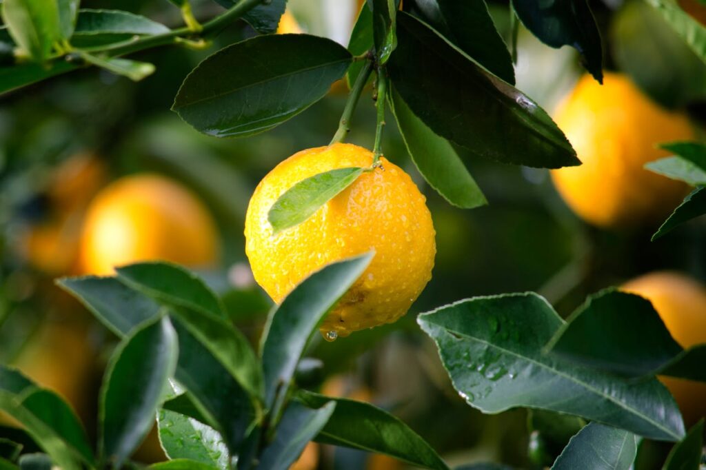 shallow-focus-photography-of-yellow-lime-with-green-leaves-