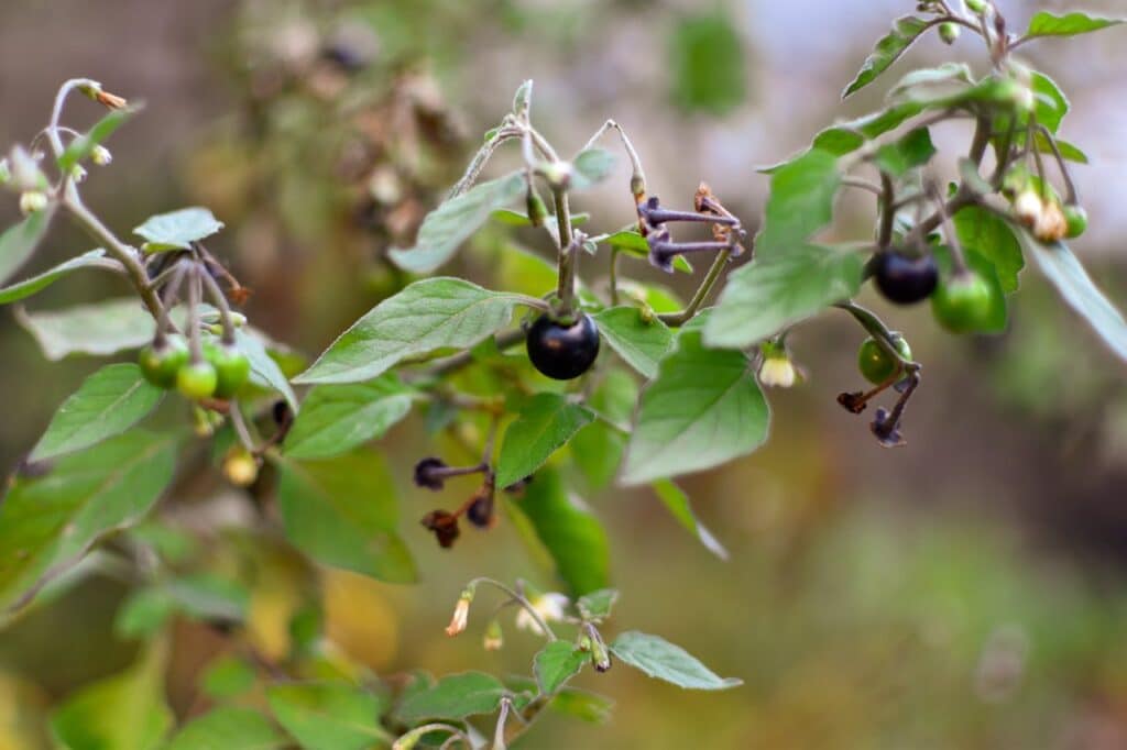 /close-up-of-nightshade-plant-with-berries-