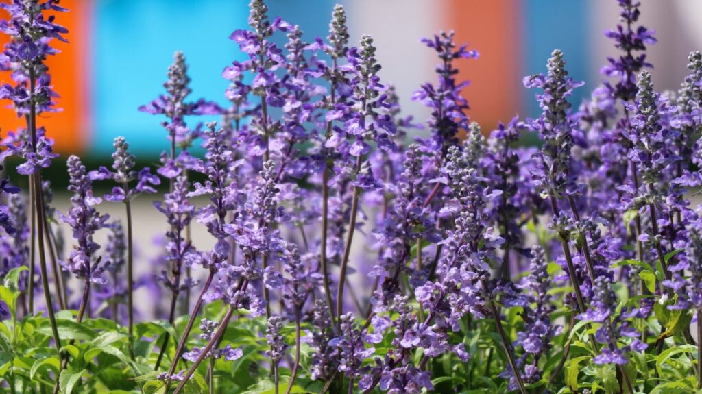 close-up-photo-of-lavender-flowers
