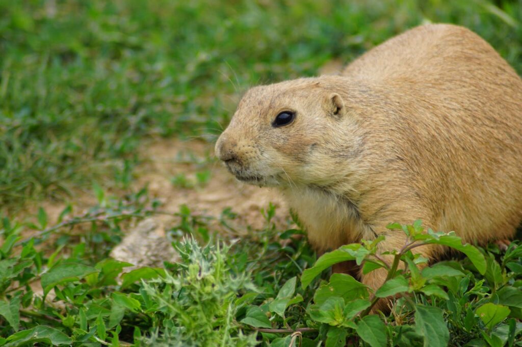side-view-photography-of-brown-gopher-on-grass-
