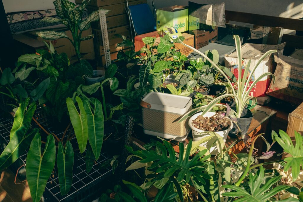 load-of-potted-plants-and-boxes