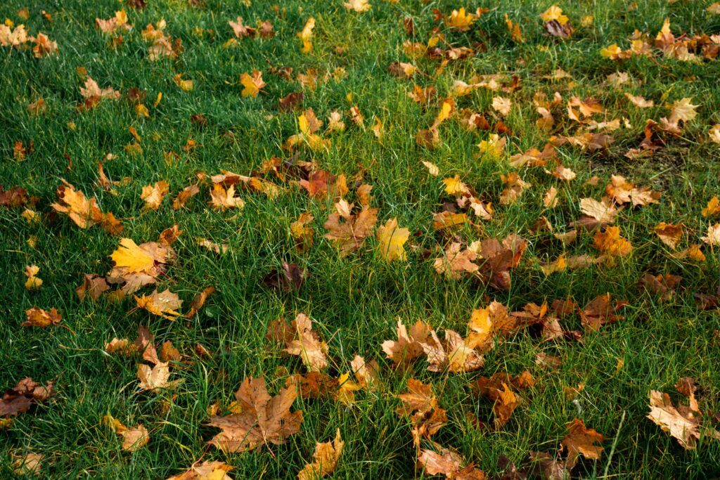 dried-leaves-on-green-grass-field