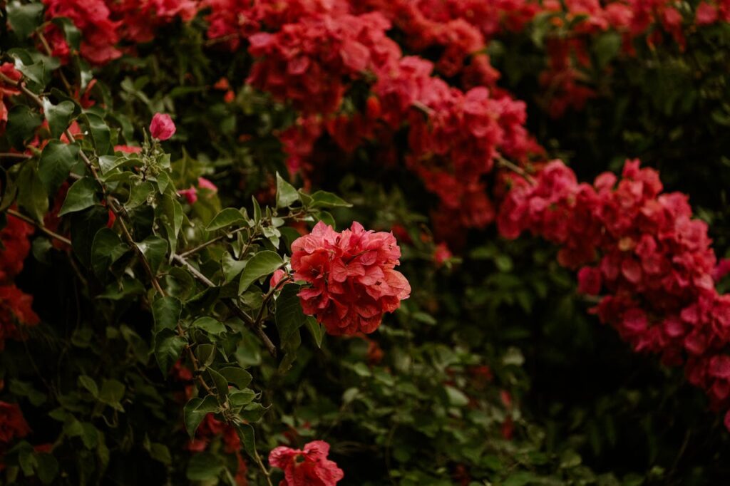 bougainvillea-shrub-
