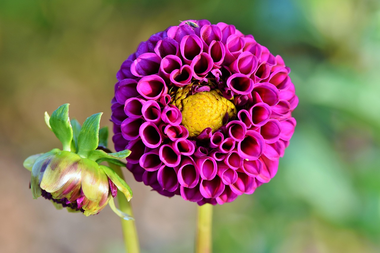 7 Gorgeous Flowers That Will Totally Drain Your Gardening Energy