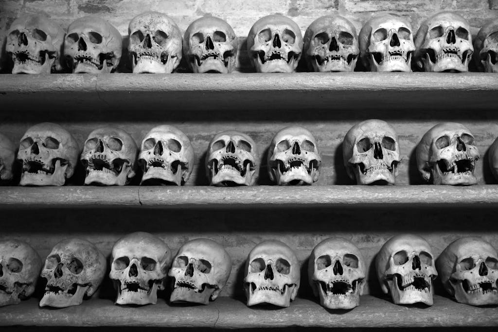 Row of skulls displayed on shelves, creating a haunting and ominous atmosphere.