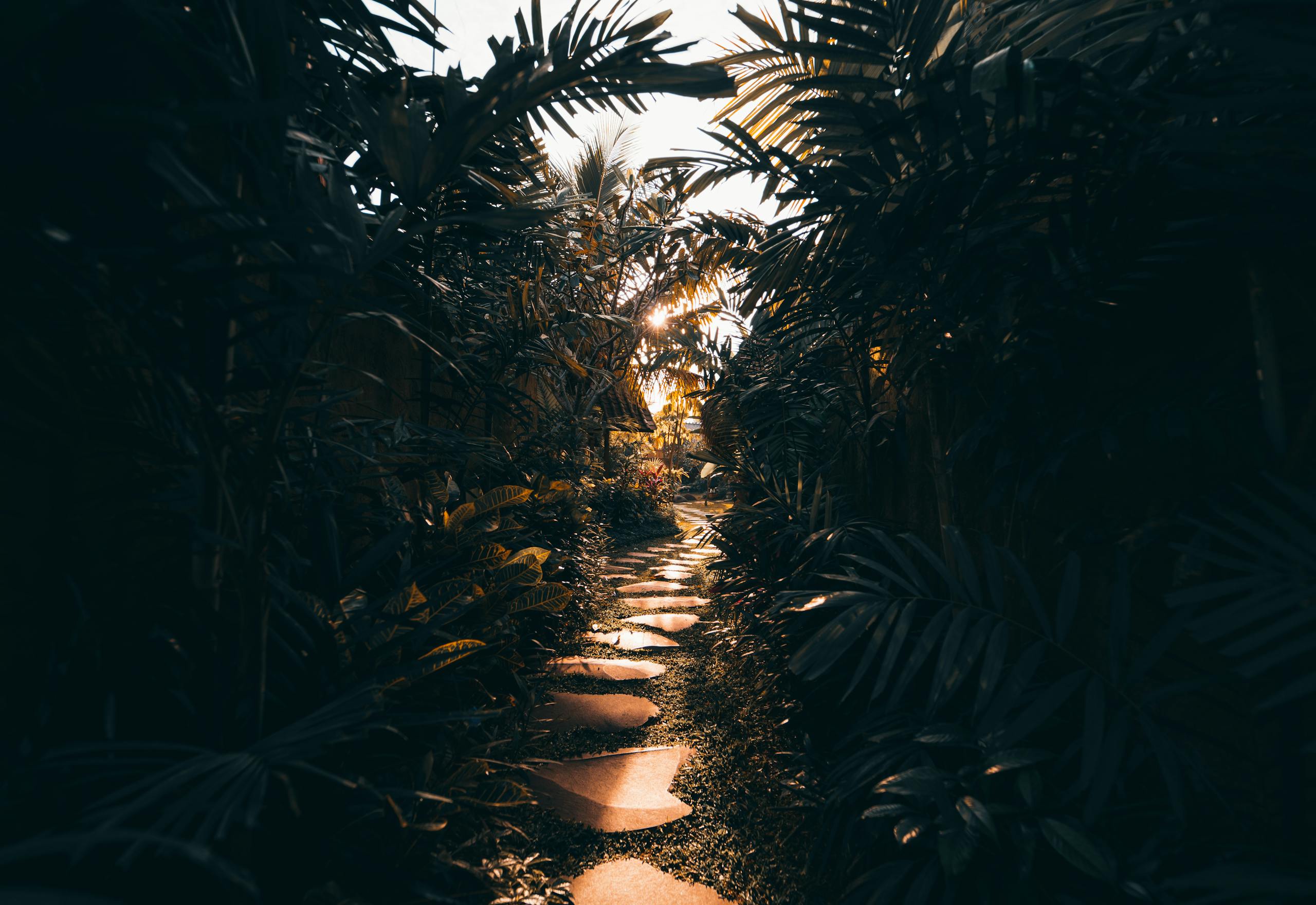 Serene tropical path in Bali with lush plants and sunlight filtering through leaves.