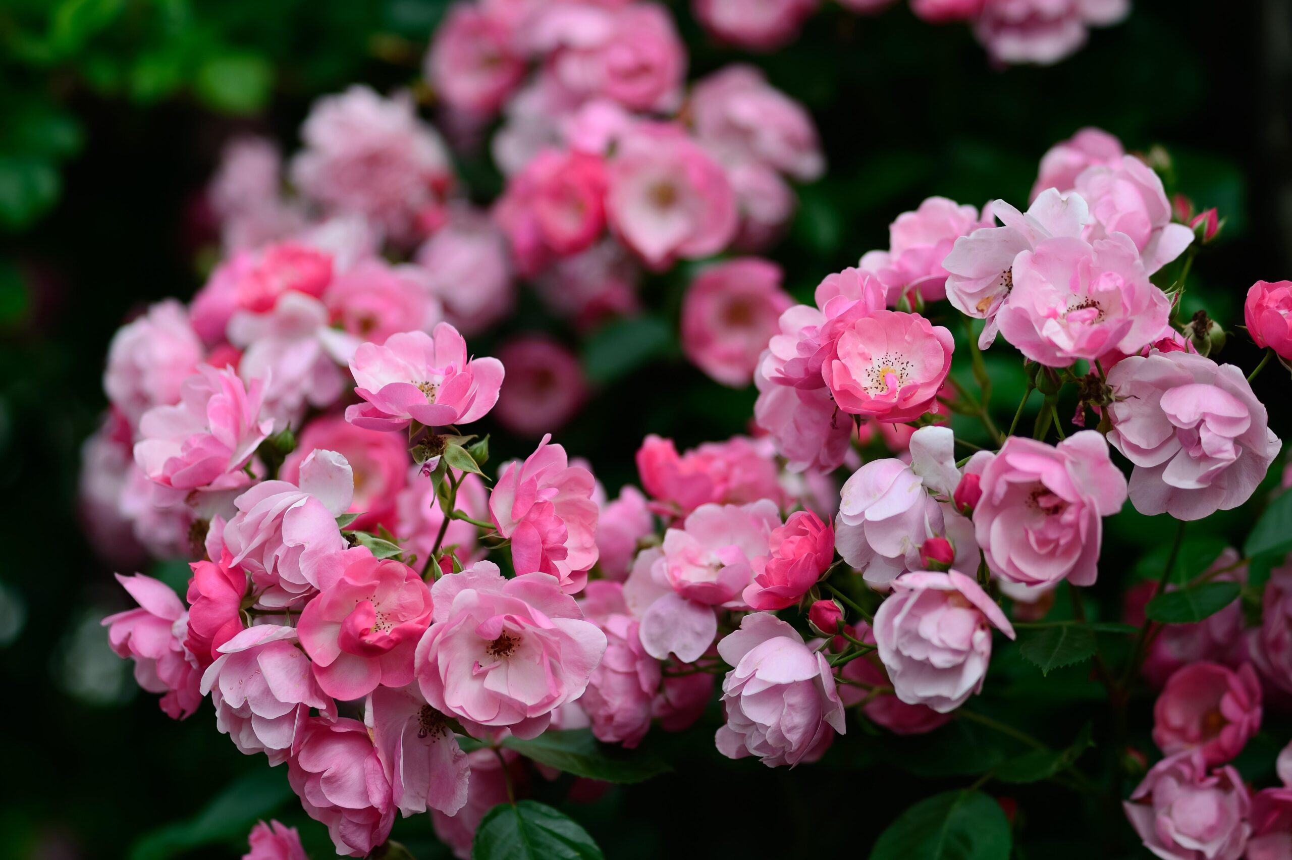 6 Companion Plant Mistakes That Can Make Your Rose Garden Look Weak and Pest-Prone