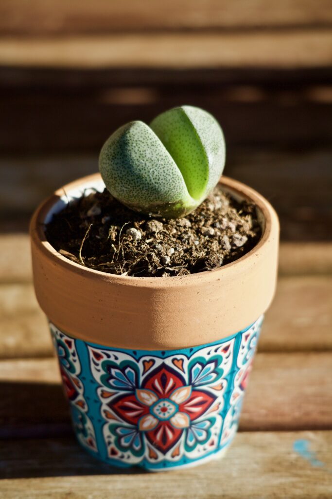lithop