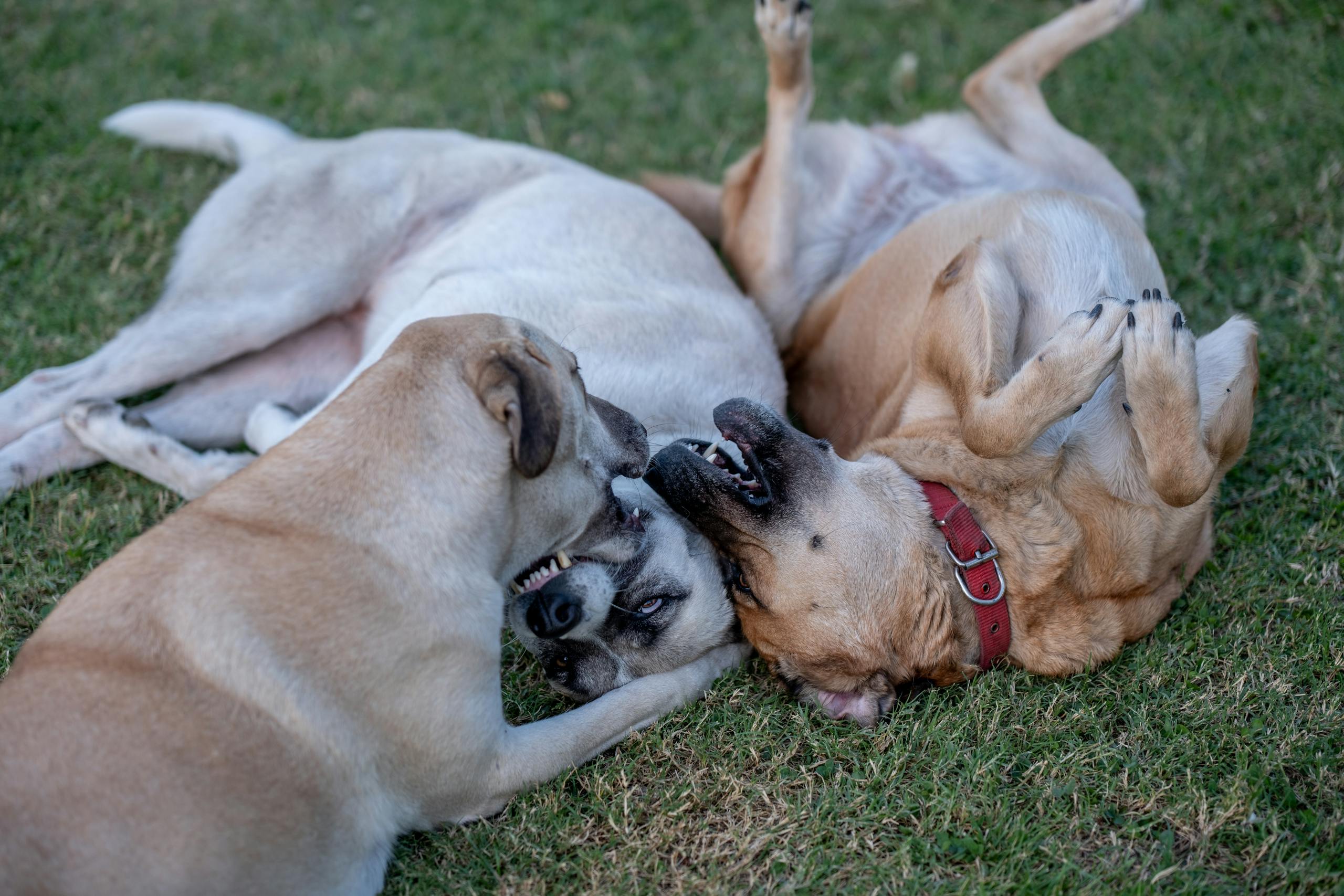 Three dogs playfully wrestling on grass. Perfect for pet and animal themes.