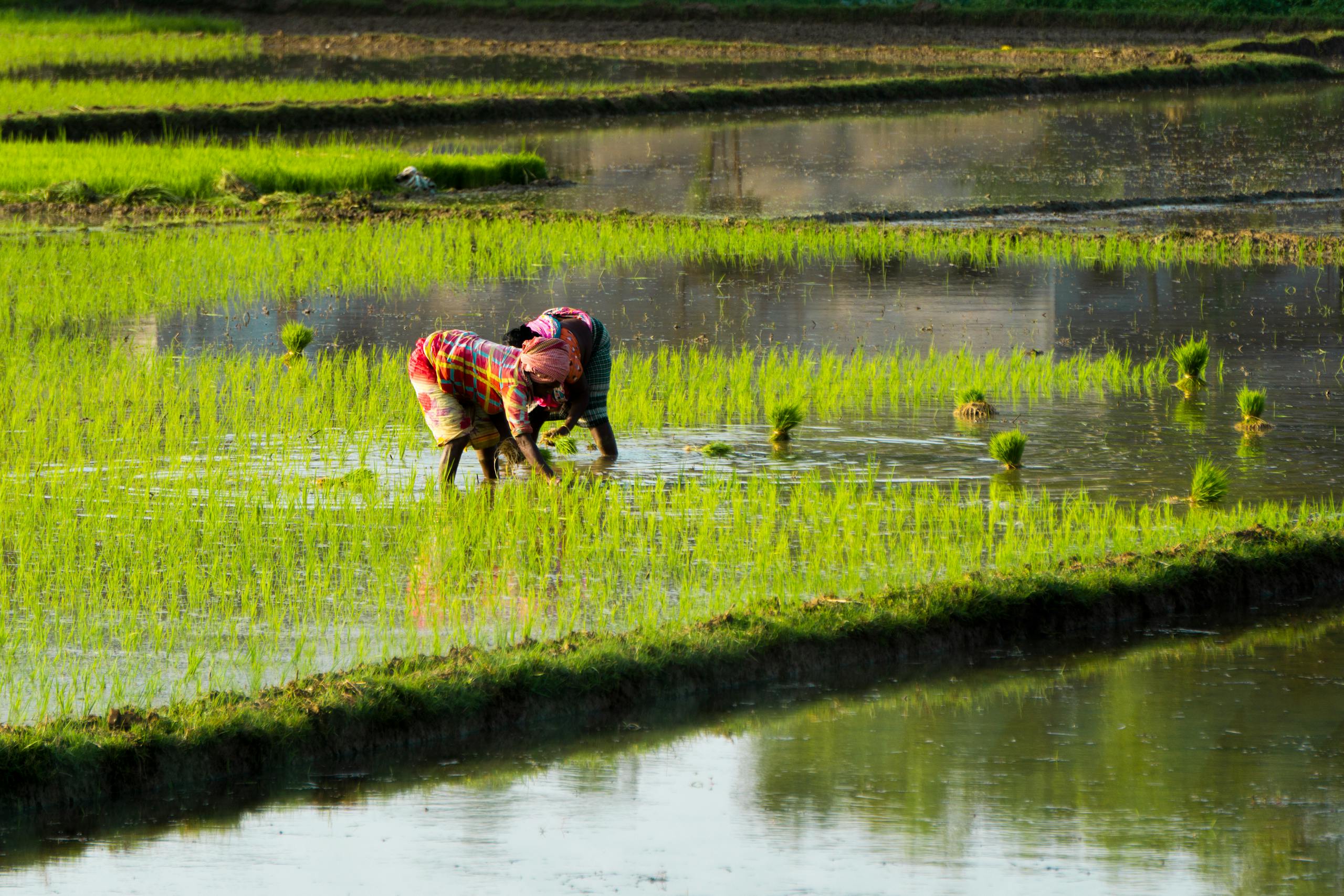 Two farmers diligently working in a vibrant green paddy field during the day.