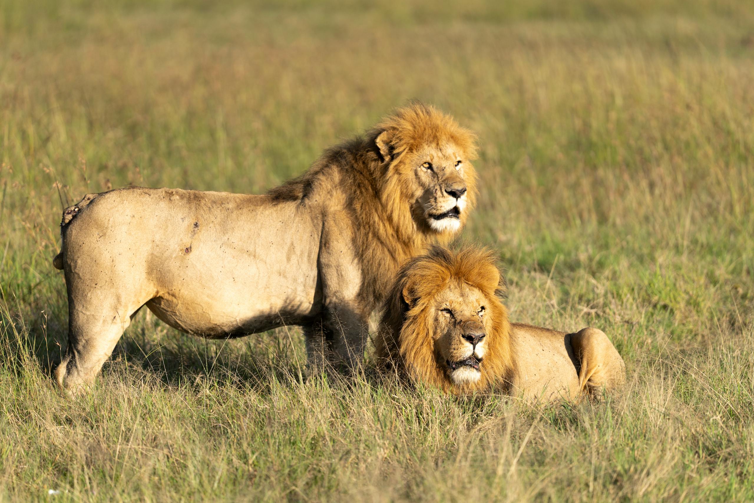 Two majestic male lions resting in the grasslands of Kenya's Maasai Mara.