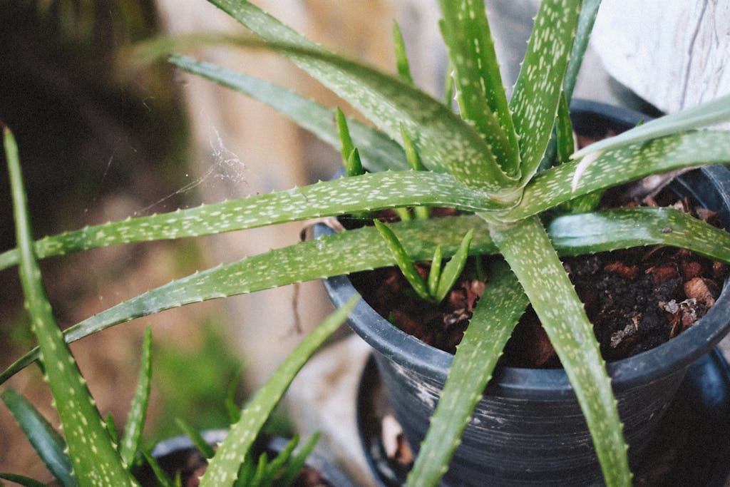 Vibrant aloe vera plant in a pot, perfect for herbal and plant care themes.