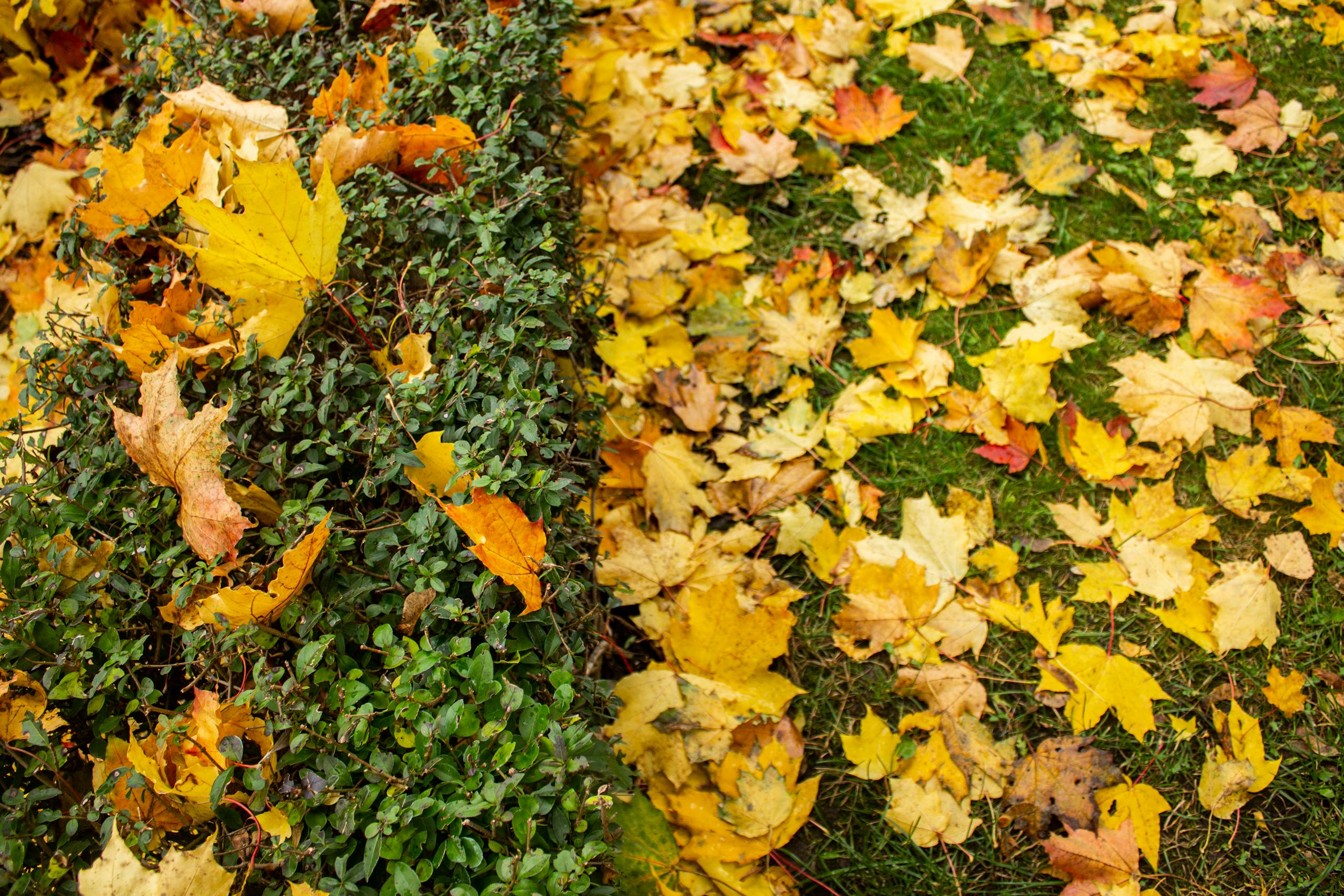 Vibrant autumn leaves scattered over a lush green hedge and grass.