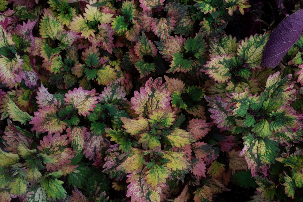 Vibrant foliage with colored leaves in a Colombian garden, perfect for nature and botanical themes.