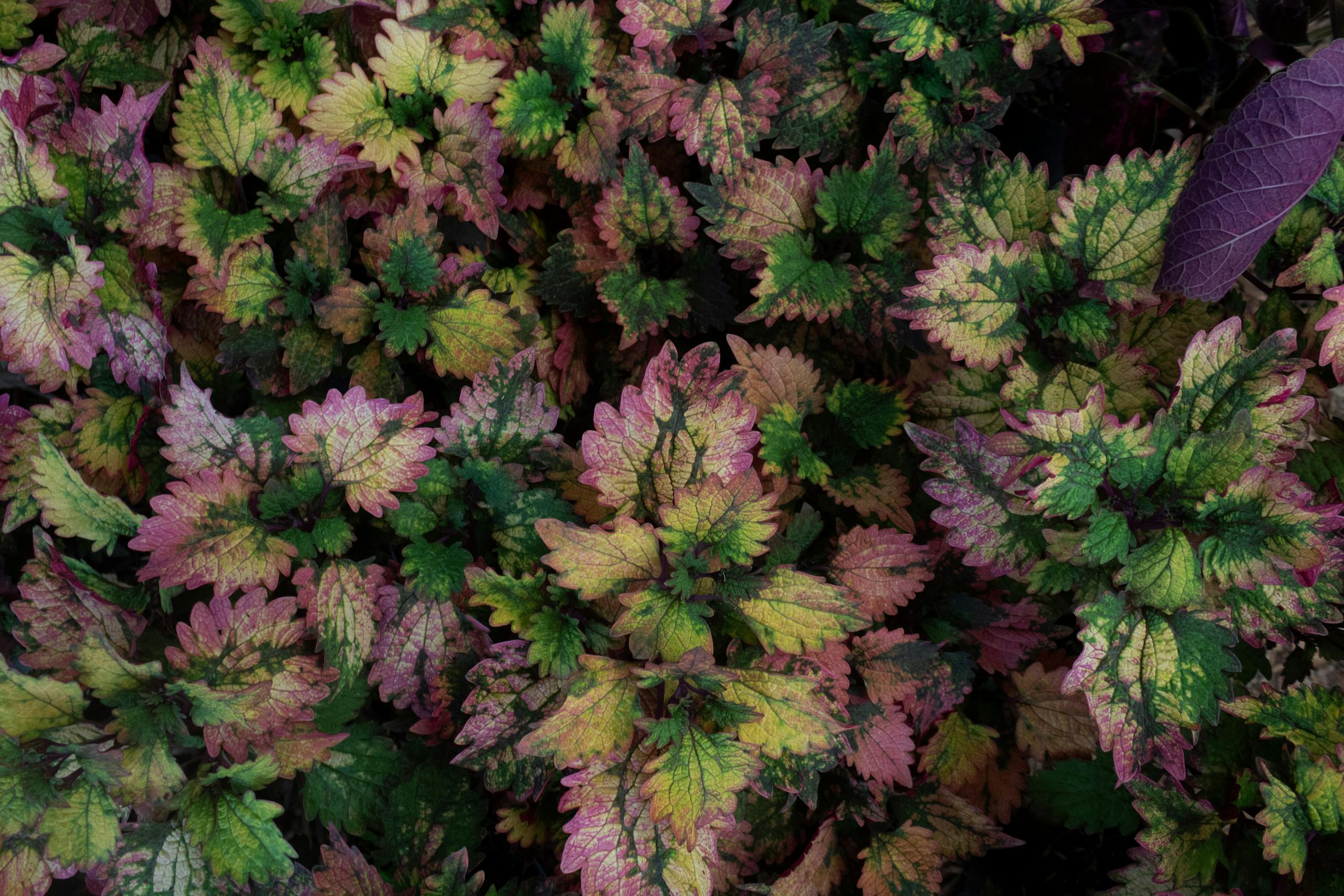 Vibrant foliage with colored leaves in a Colombian garden, perfect for nature and botanical themes.