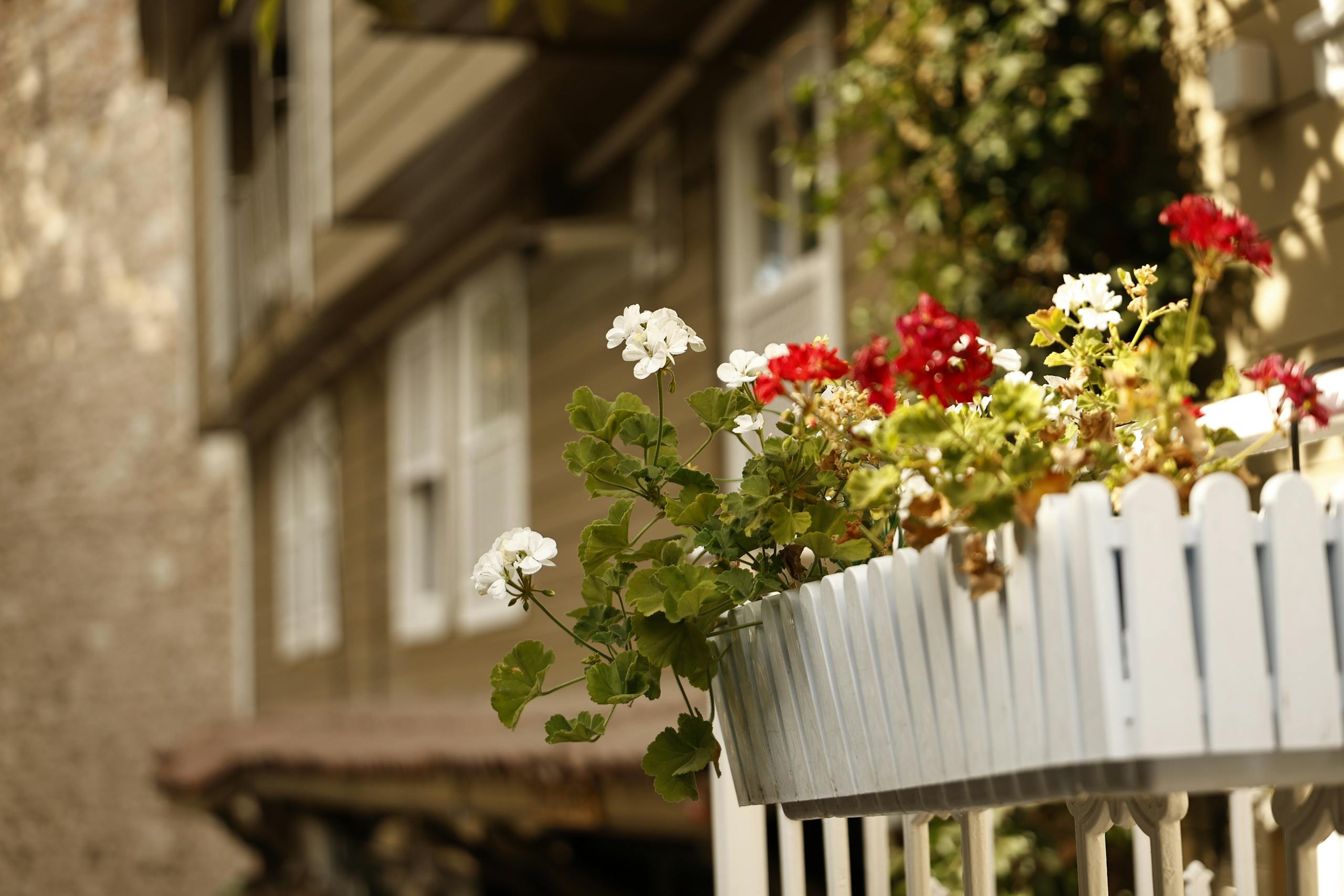 Vibrant red and white flowers in a charming balcony setting under warm sunlight.