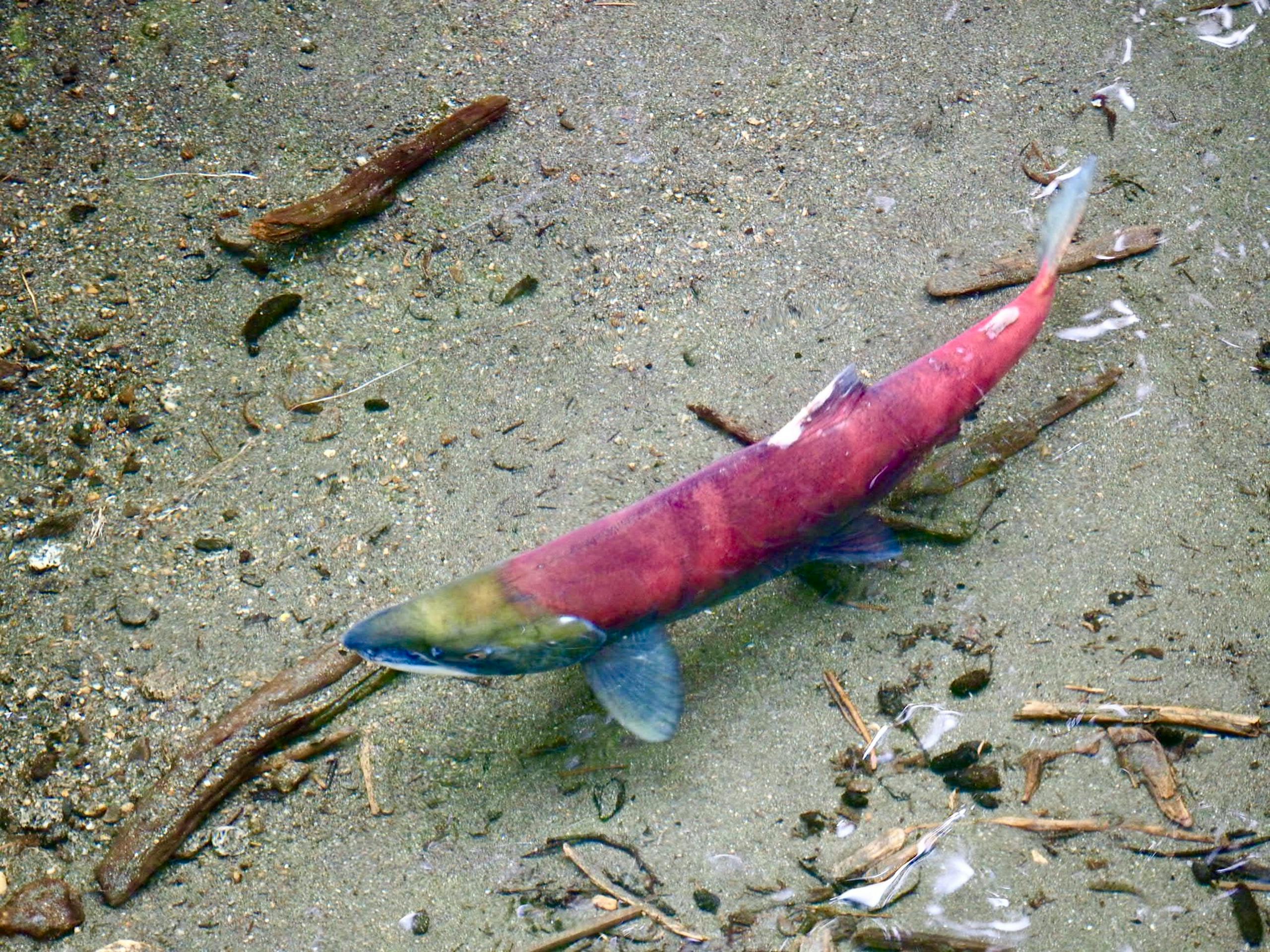 Vibrant sockeye salmon swimming through an Alaskan riverbed.