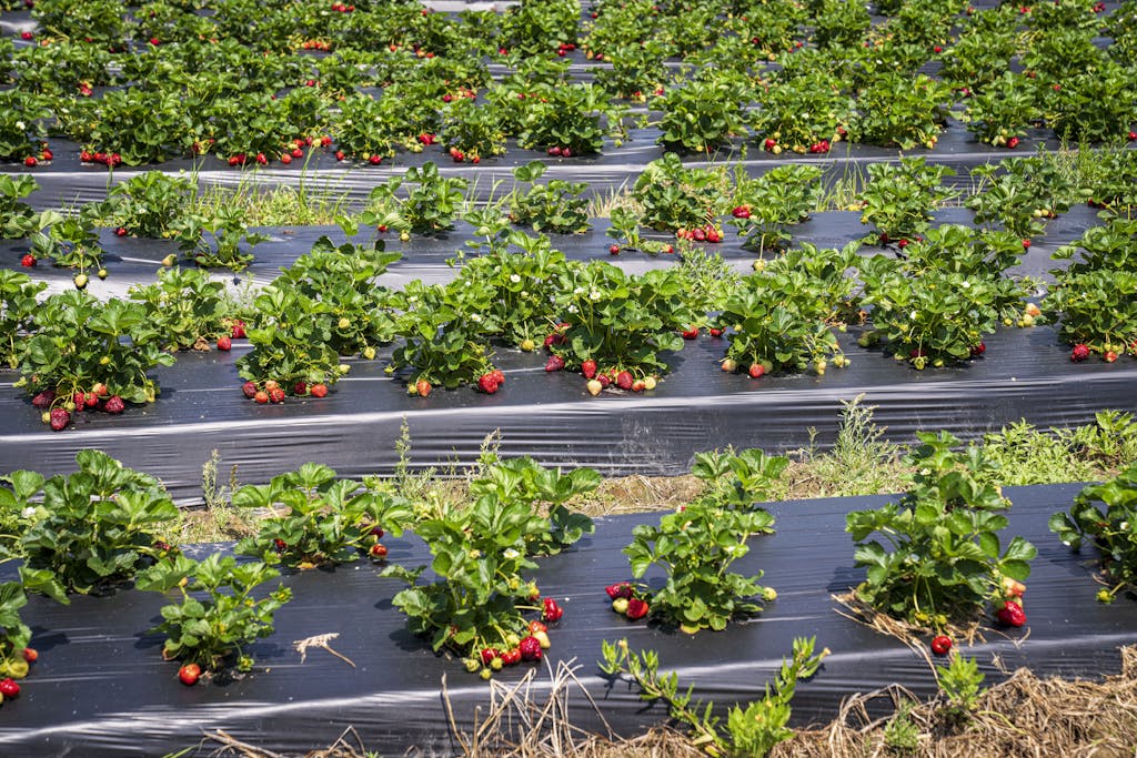 Vibrant strawberry plants growing outdoors in a sunny summer field