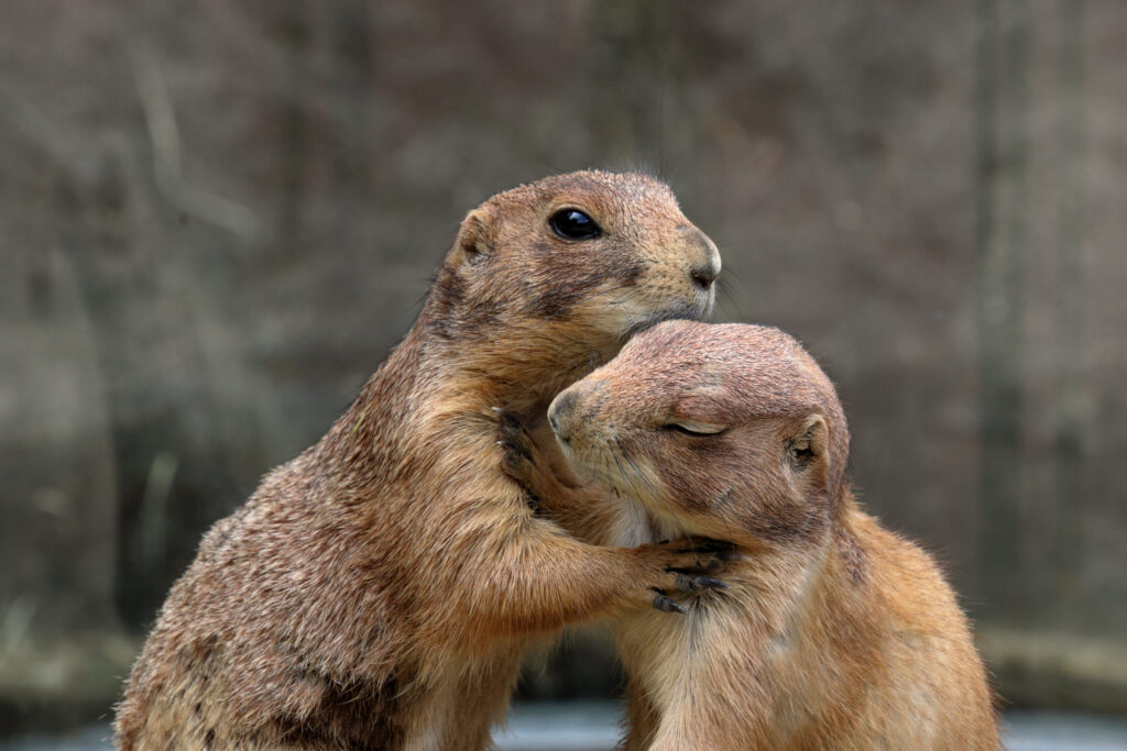  prairie dogs
