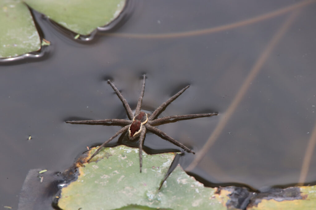 Raft spider walking on water