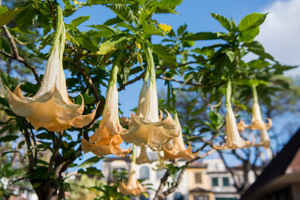 Angel Trumpet