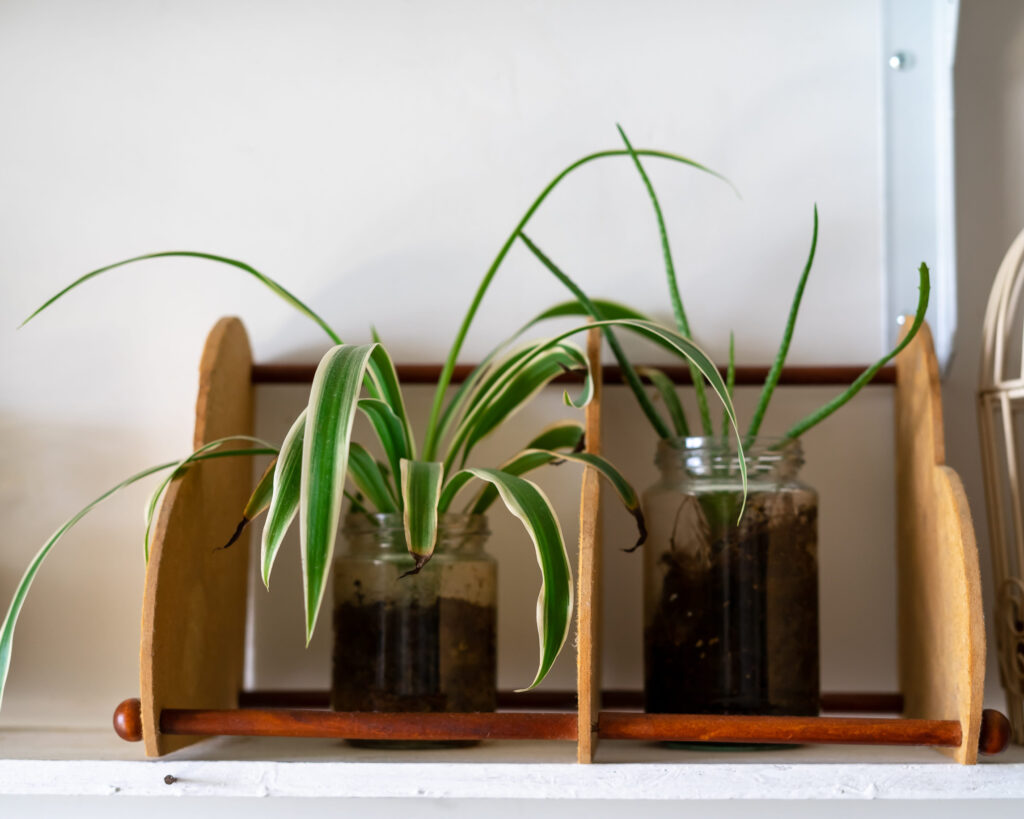 houseplant, Chlorophytum comosum or spider plants in a clear transparent jar.