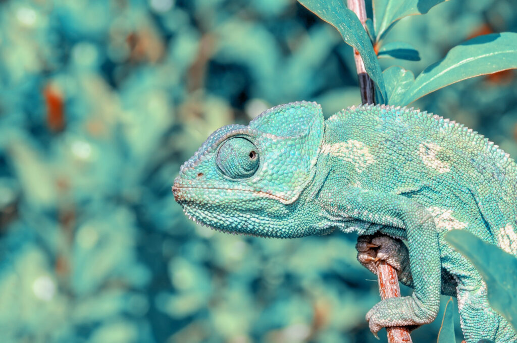 chameleon