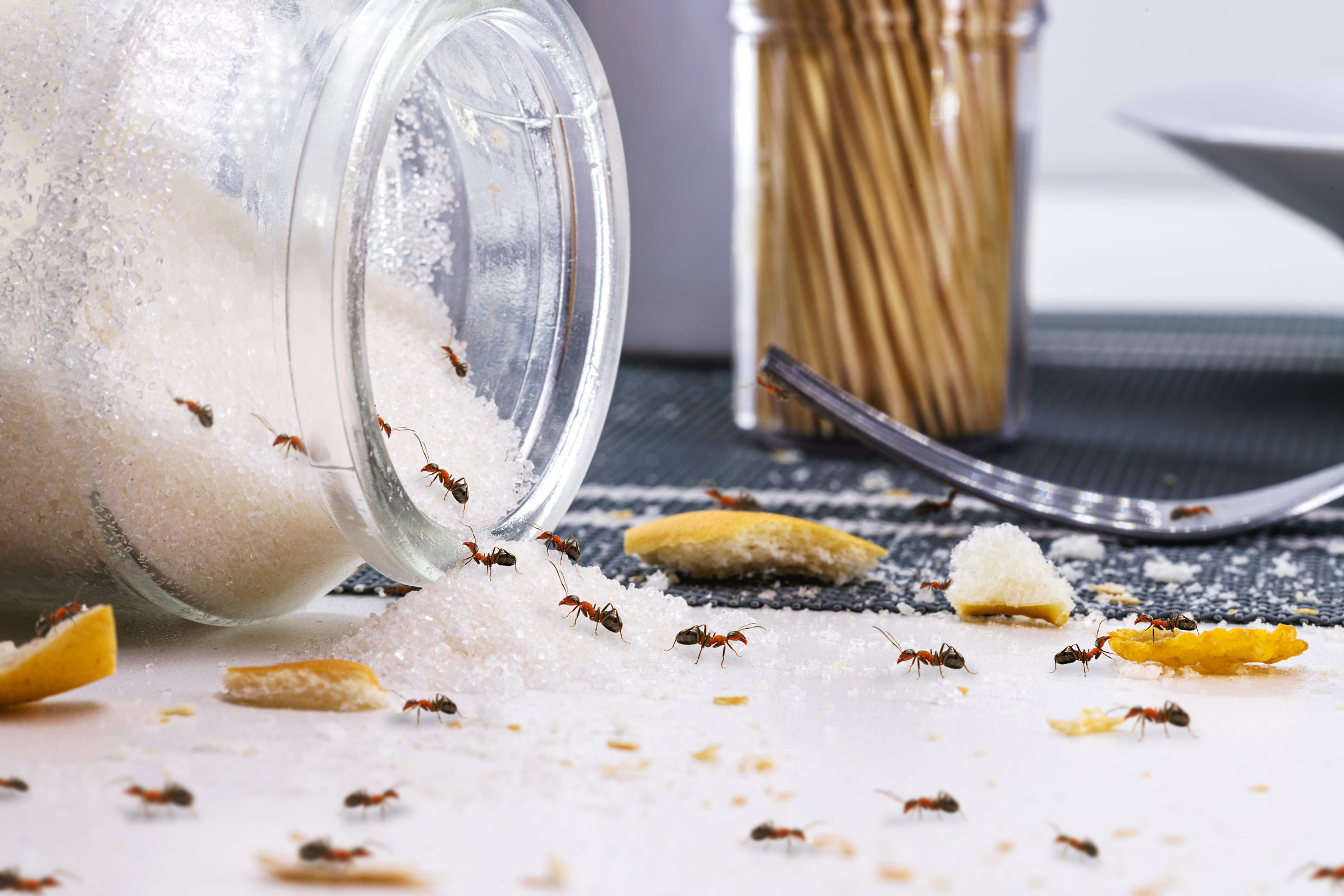 Ants Are Ruining Your Home, Use These 5 Proven Ways to Eliminate Them Permanently