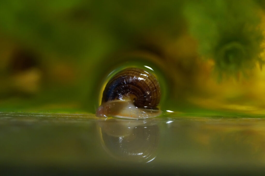 one small snail.