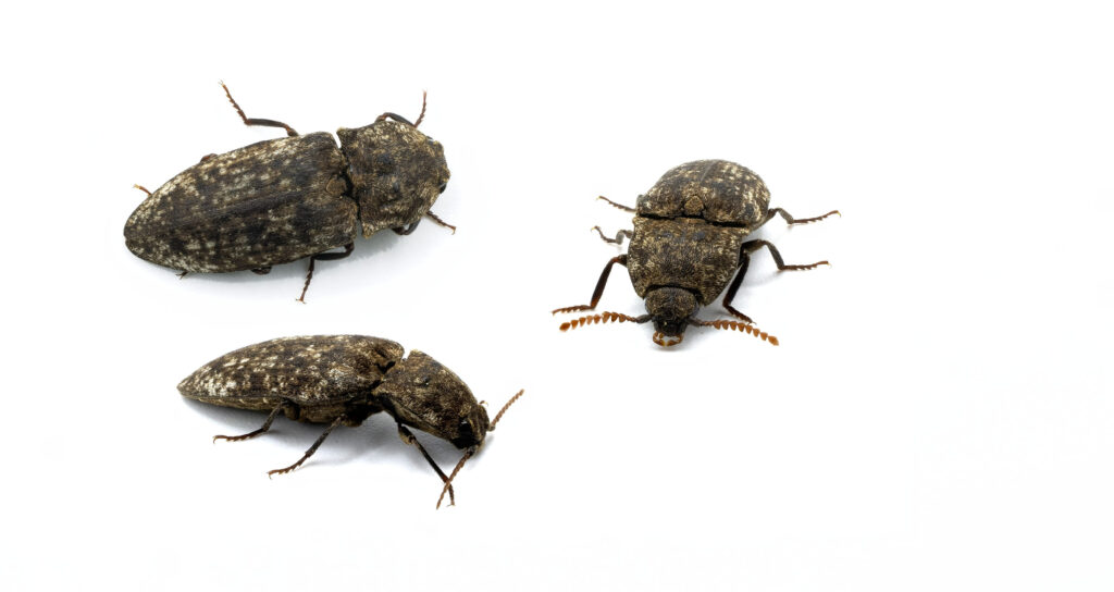 Deathwatch beetle