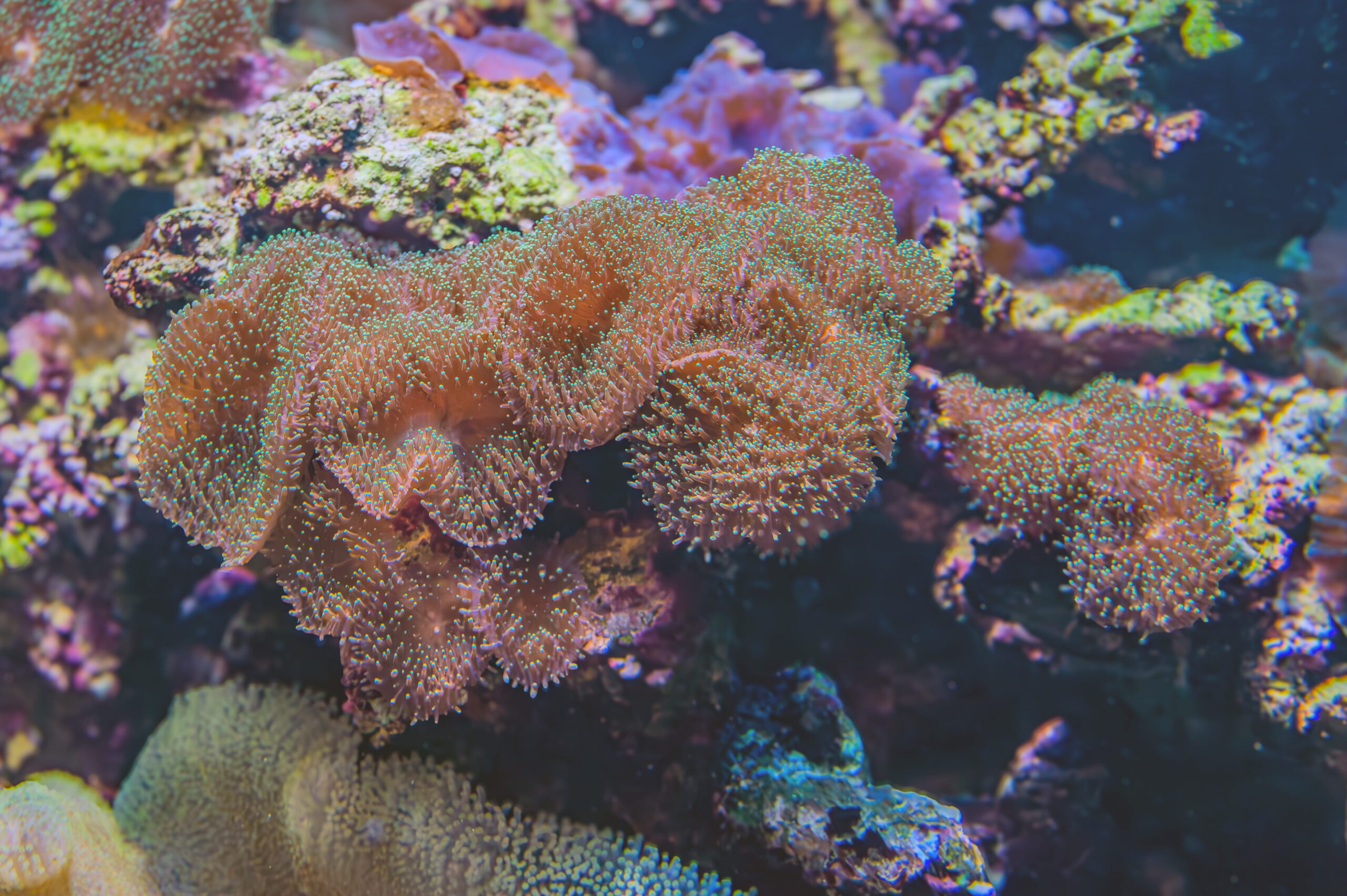 10 Clever Creatures That Don’t Have a Brain, Yet Still Thrive