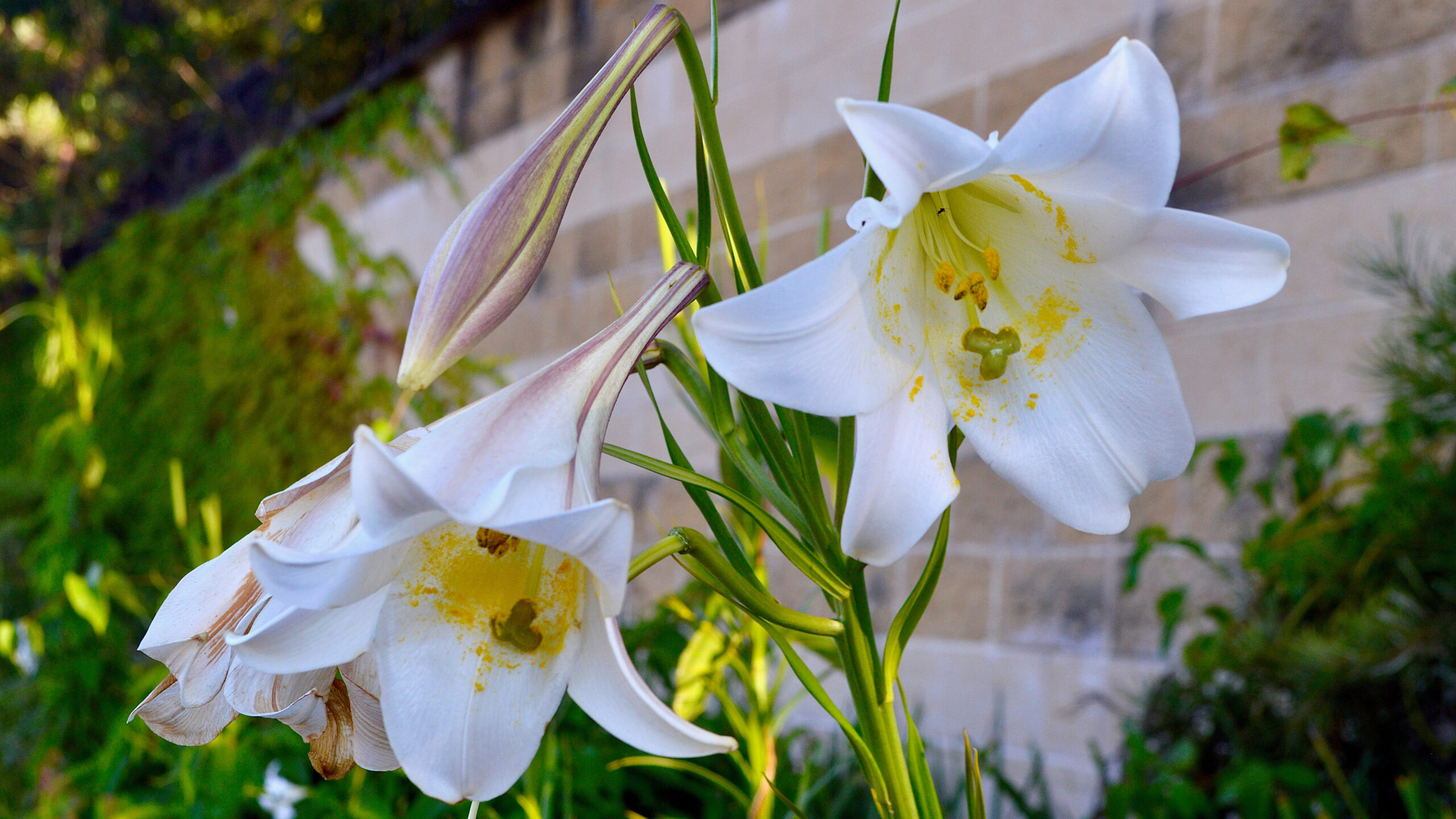 The Slowest Plants to Bloom, 10 Extraordinary Species Worth the Wait