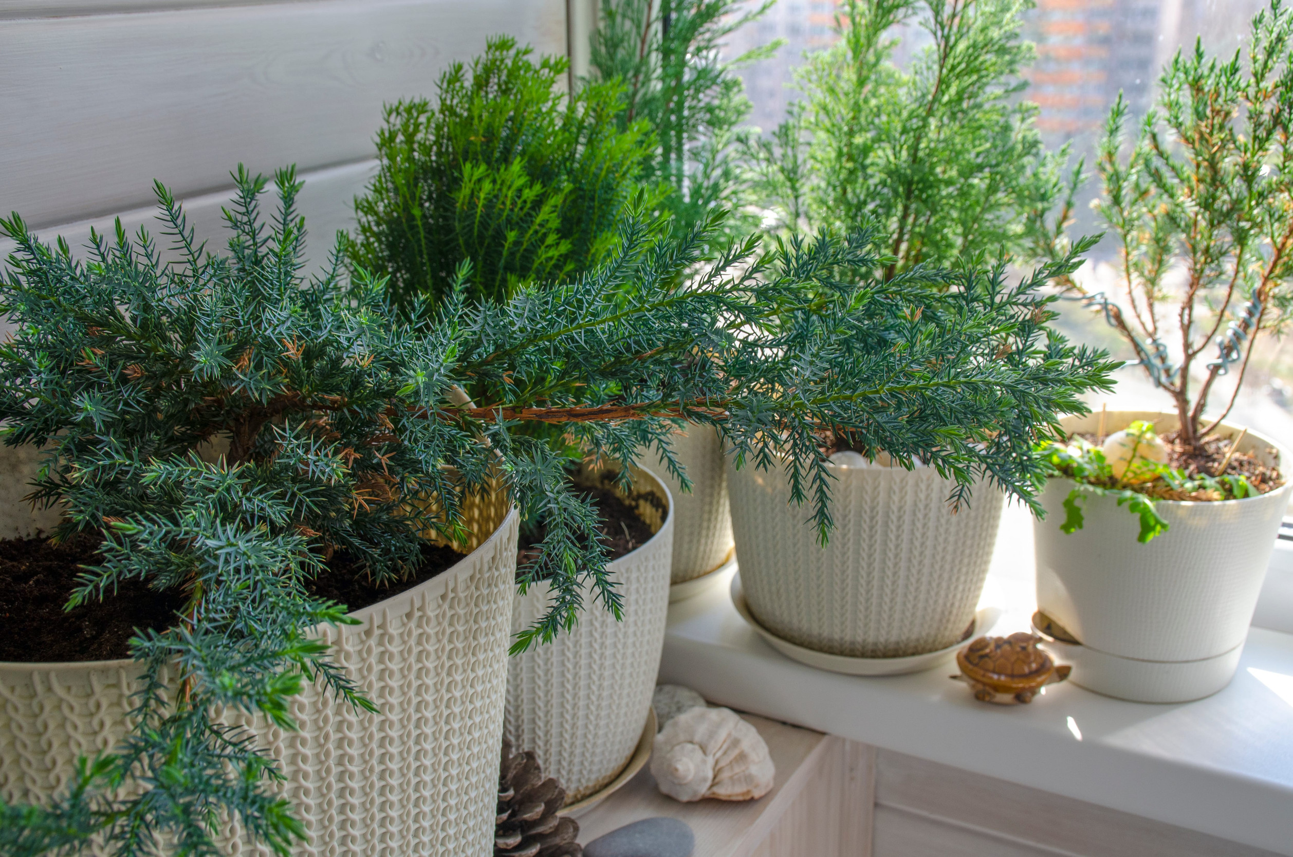Potted evergreen coniferous plants on the windowsill.