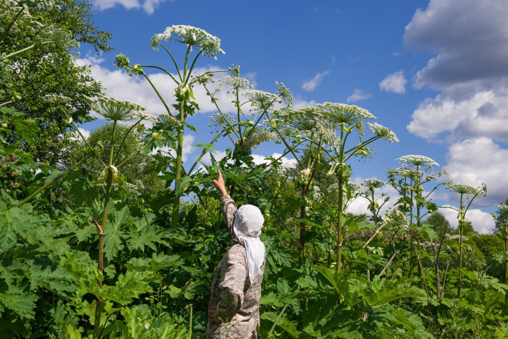 Giant Hogweed