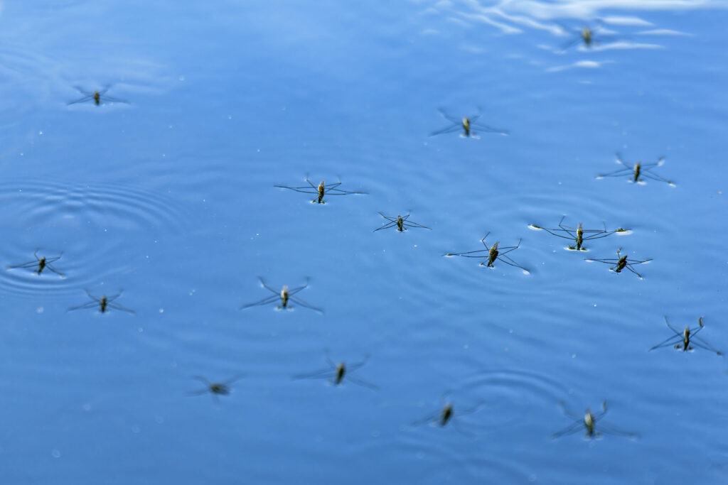 delicate ecosystem where water striders glide effortlessly on the surface of the water, showcasing nature's harmony and the beauty of fluid dynamics in motion